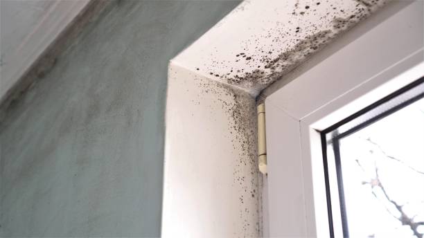 Mold Removal Process in Osgood, IN