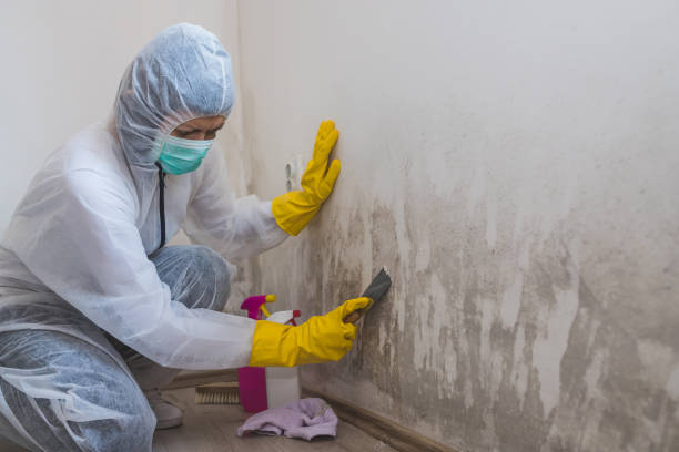 Best Toxic Mold Removal  in Osgood, IN