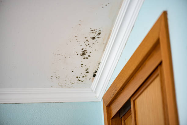 Best Mold Damage Repair  in Osgood, IN