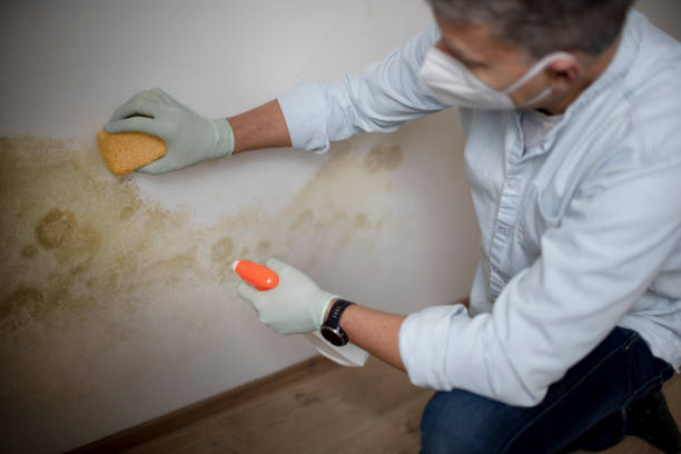 Best Mold Removal Process  in Osgood, IN