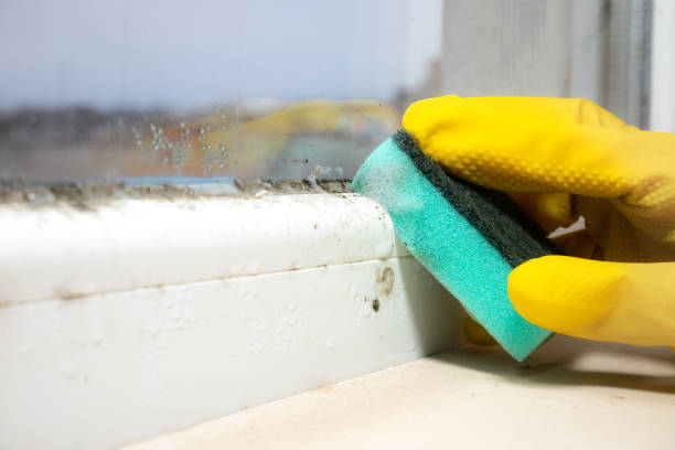 Best Commercial Mold Removal  in Osgood, IN
